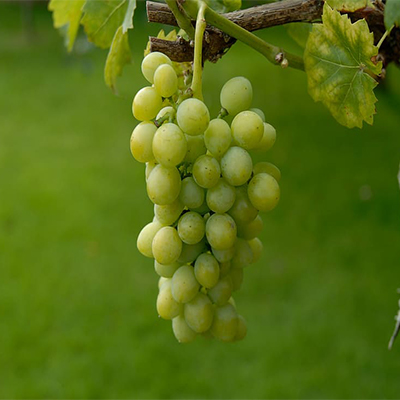 Grapes