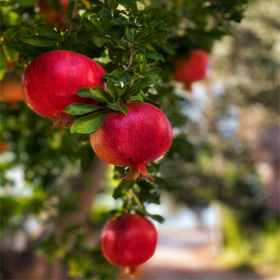 Pomegranate