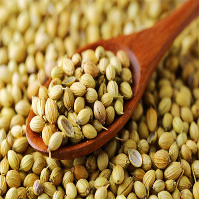 coriander